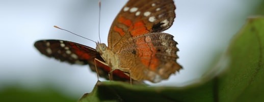 Erben-muessen-den-Pflichtteil-zahlen