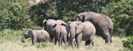 Spenden-mit-Testament-fuer-den-WWF-sinnvoll