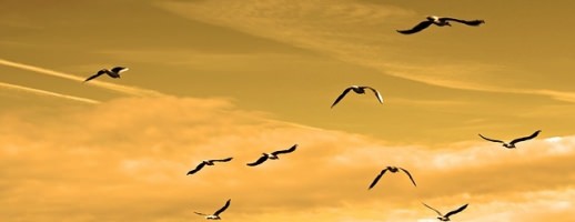 Vererben-ein-wichtiges-Thema-nicht-nur-fuer-Senioren
